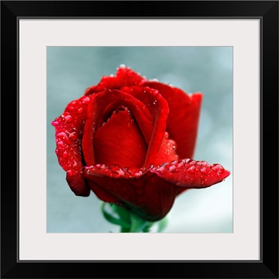 Red rose and raindrops