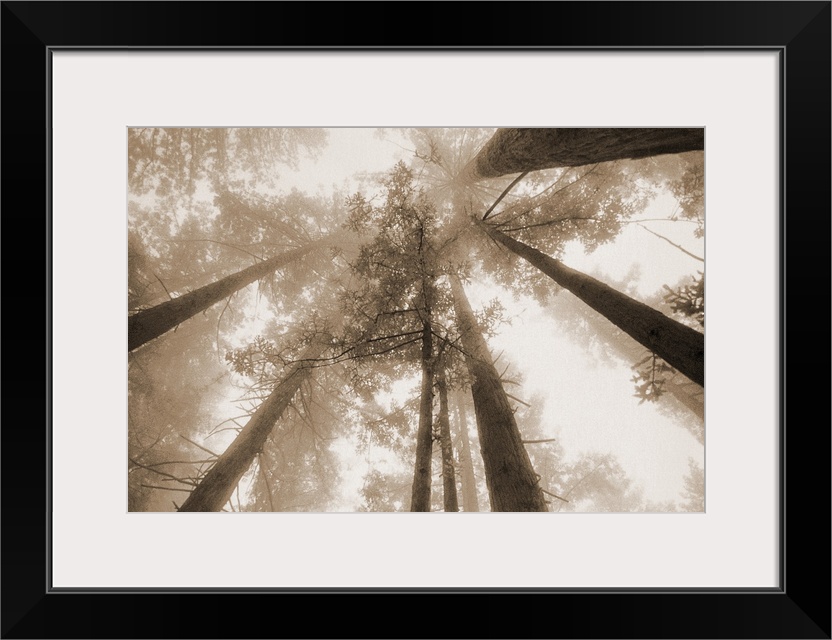 Redwood Forest, Northern California, USA