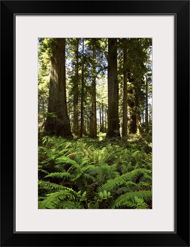 Redwoods National Park, California