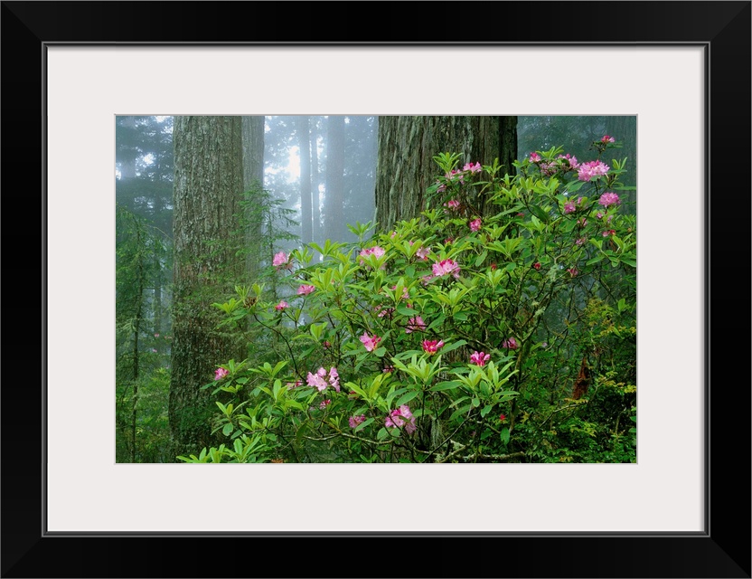 Rhododendrons Among Redwoods