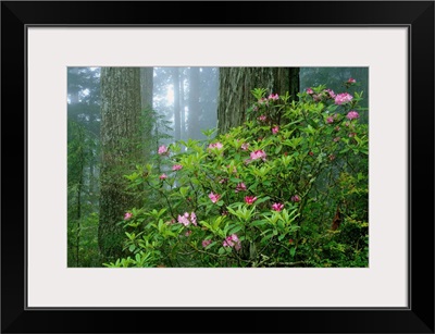 Rhododendrons Among Redwoods