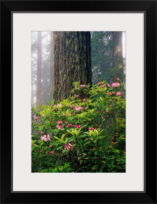 Rhododendrons And A Redwood