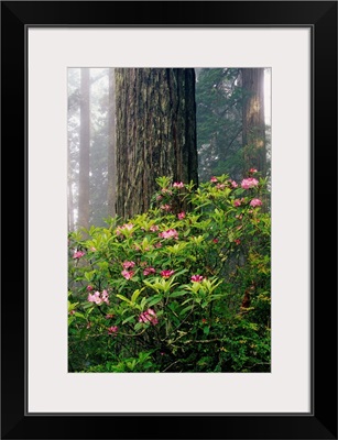 Rhododendrons And A Redwood