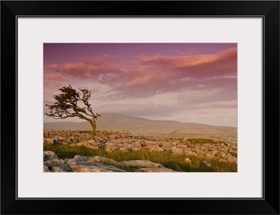 Rocky landscape with lone tree in sunset.