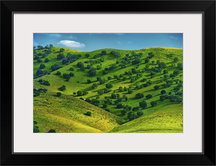 Rolling hills along the California coast turn a verdant green.