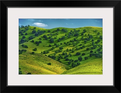 Rolling hills along the California coast turn a verdant green.