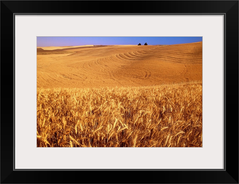 Original caption: A wheat field in eastern Washington at harvest time.