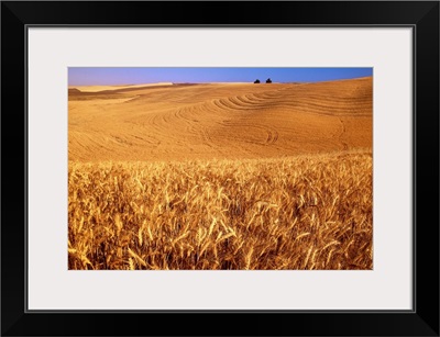 Rolling Wheat Fields