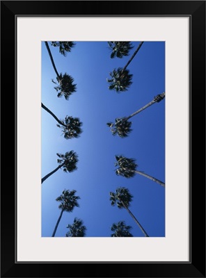 Rows of palm trees, view from below, Hollywood, Los Angles, California, USA