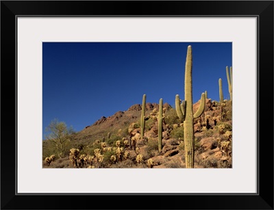 Saguaro cacti and Tucson Mountains, Tucson, Arizona