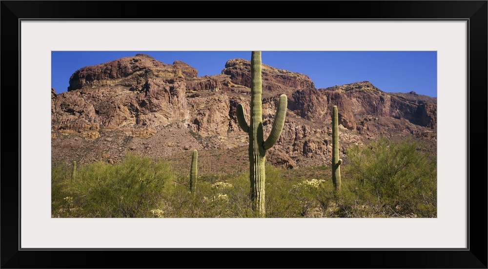 USA, Arizona, Saguaro Cactus National Monument, saguaro cactus and mesquite