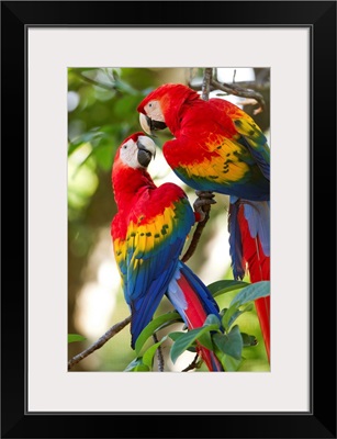 Scarlet Macaws, Costa Rica