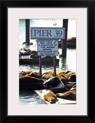 Sea lions on pier at harbour