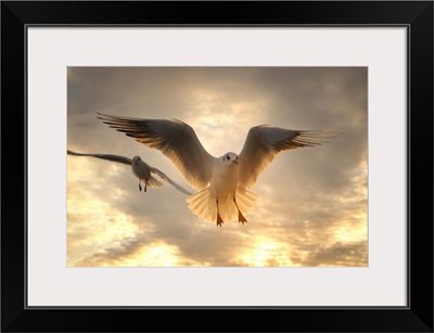 Seagull at sunset, Menton France.