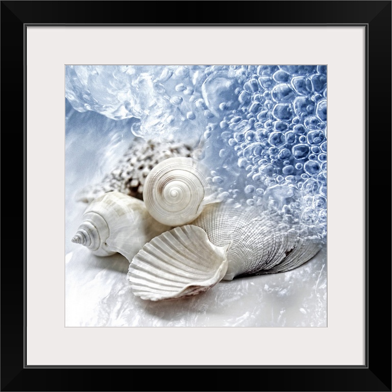 Up-close photograph of conch shells on shoreline surrounded by water.