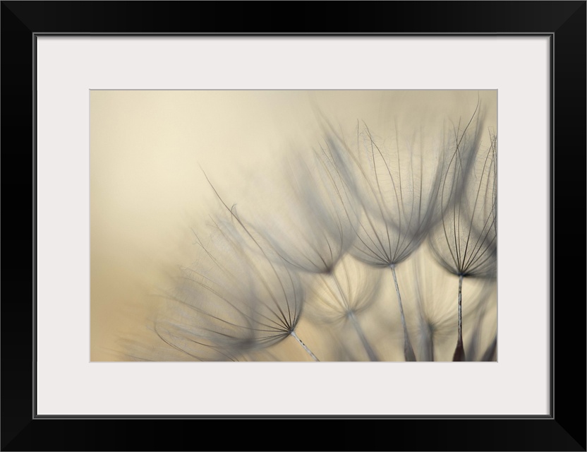 Seeds of Goatsbeard (Salsify)in sunlight.