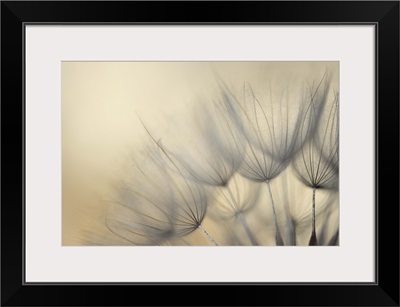 Seeds of Goatsbeard (Salsify)in sunlight.