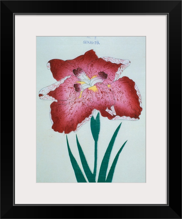 Illustration from a Japanese book on irises, Iris Kaempferae
