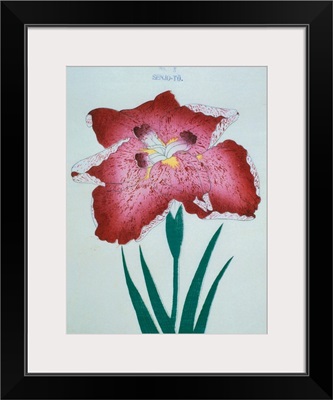 Senjo-To Book Illustration Of A Red Iris