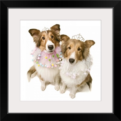 Shetland sheepdogs dressed in princess costumes