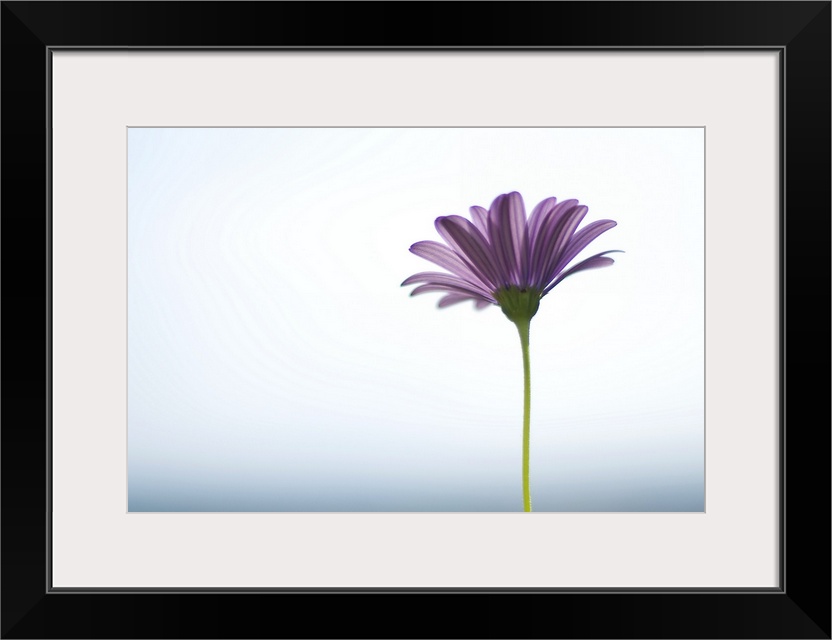 Side capture of purple daisy in front of bokeh sea and sky background. Selective focus.