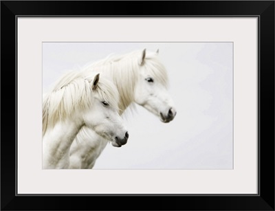 Side face of two white horses