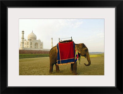 Side profile of an elephant standing near Taj Mahal, Agra, Uttar Pradesh, India