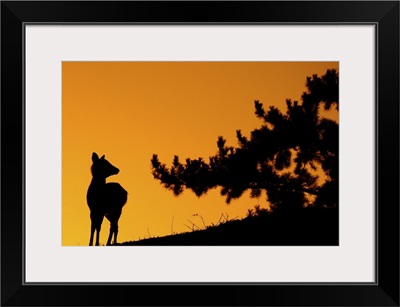 Silhouette deer on  mountain at sunset.