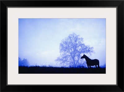 Silhouette of horse standing in meadow at dusk