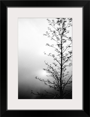 Silhouette of tree on overcast morning