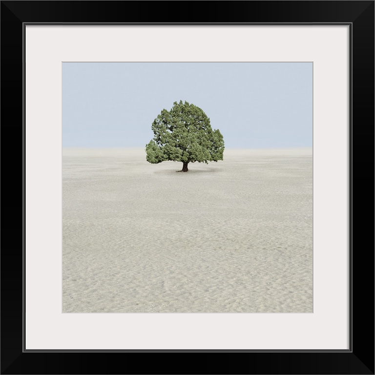 Single tree in desert