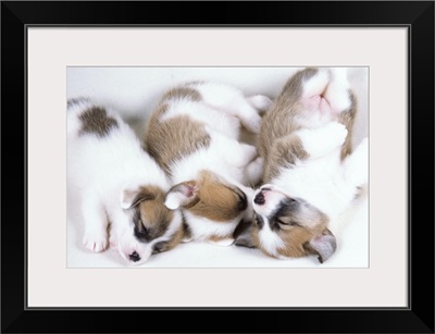 Sleeping welsh corgi puppies
