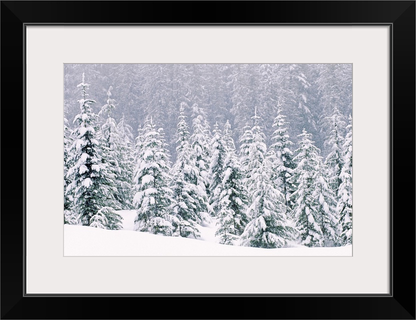 Large, horizontal photograph of many pine trees within a snow covered landscape, their branches being weighed down with snow.