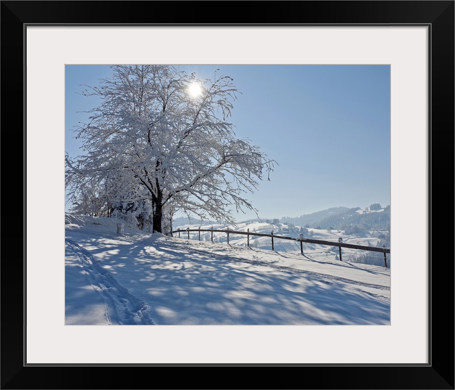 Snow covered tree with sun shining through it, Switzerland.