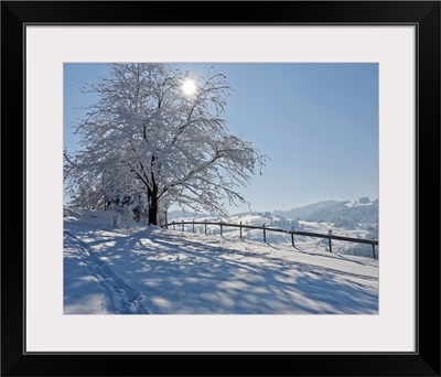 Snow covered tree with sun shining through it, Switzerland.