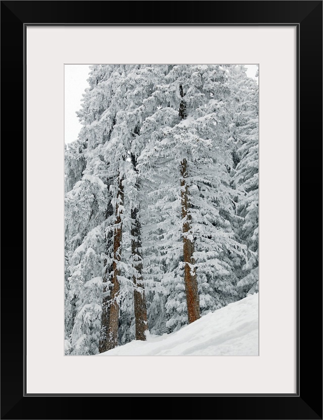 Snow covered trees