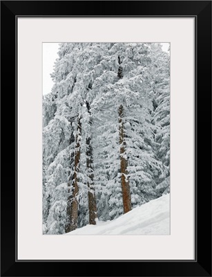 Snow covered trees