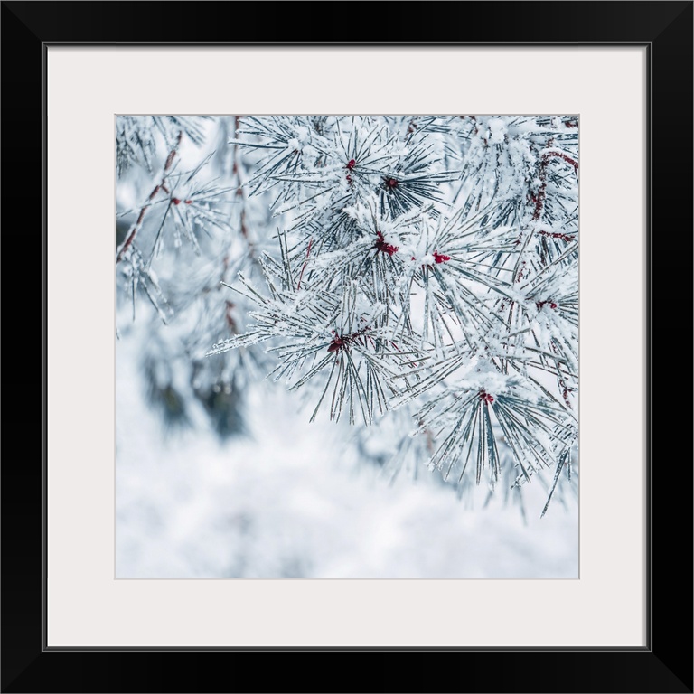 Snow on pine tree leaves in winter.