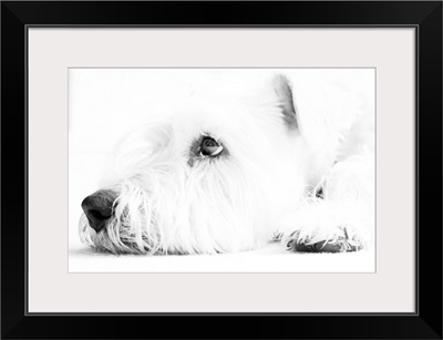 Soft coated Wheaten Terrier dog waiting in black and white.