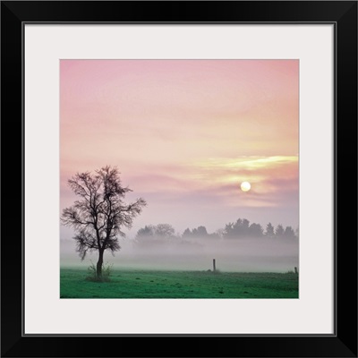 Soft light of landscape with tree during sunrise on foggy day.