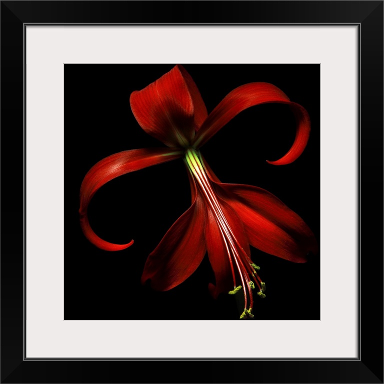 Huge, floral wall hanging of a large red lily on a solid black background.