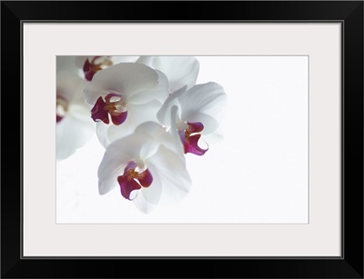 Sprig of white and pink Orchid blossoms (phalaenopsis) on bright white background.