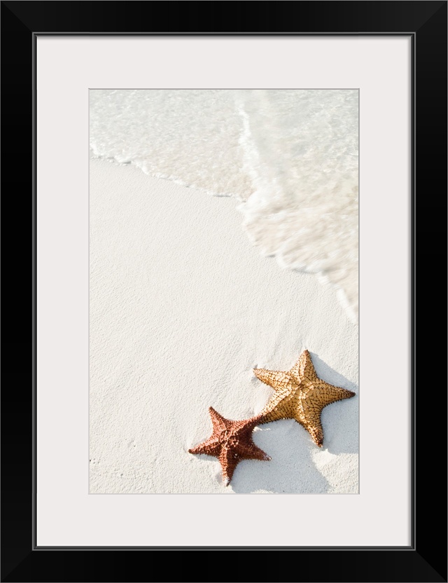 Big photograph shows a couple marine echinoderms with five radiating arms sitting next to each other on a sandy coastline ...