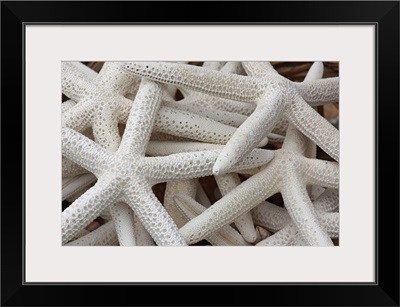 Starfish or Sea Stars in a basket.