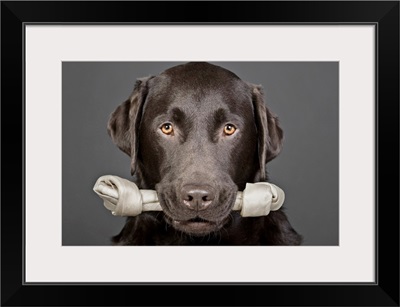 Studio portrait of chocolate labrador carrying bone in mouth