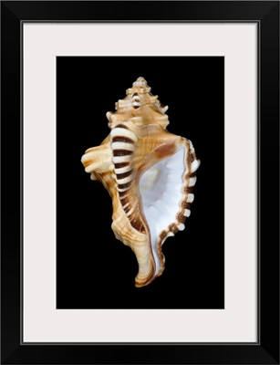 Studio shot of a seashell on black background.