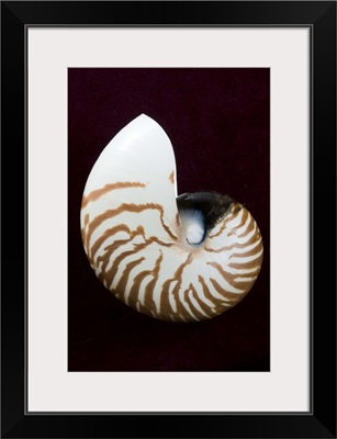 Studio shot of a tiger nautilus seashell on black background.