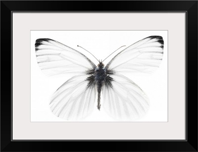 Studio shot of sharp-veined white butterfly