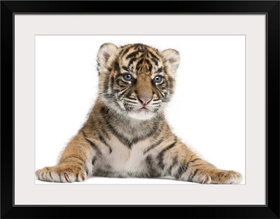 Sumatran Tiger cub - Panthera tigris sumatrae (3 weeks old)