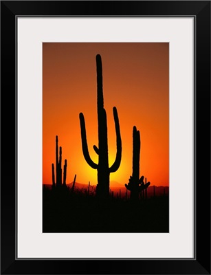 Sun Setting Behind Cacti